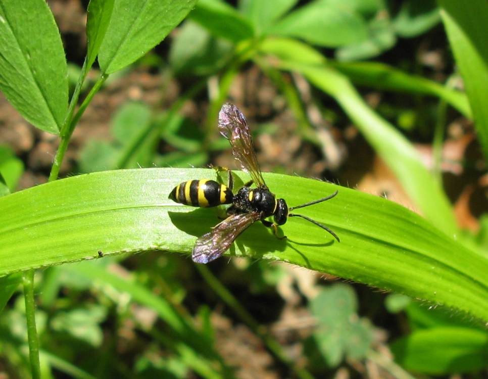 Crabronidae. Forse, Gorytes sp.